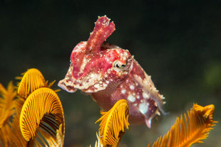 Cuttlefish Raja Ampat QWest Papua Diving holidays and travel Indonesia