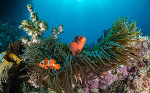 Anemone Fish - a classic target for underwater photographers