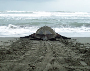 Leatherback Turtle in Pacuare Reserve, Tortuguero National Park