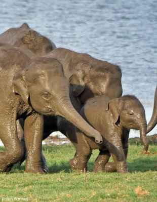 Chocolate Elephants- Minneriya National Park private safari Sri Lanka