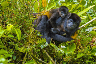 Howeler Monkeys in Monteverde Cloud Forest
