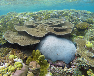 Shallow-Reefs-New-Ireland-Papua-New-Guinea-Ralph-Pannell-snorkel-freedive-travel-holiday-1800.jpg