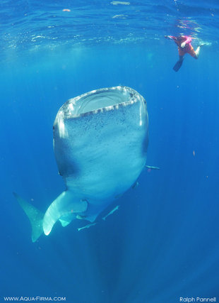 Snorkelling with Whale Shark in Mexico
