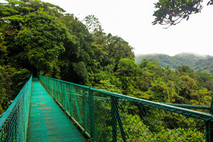 Canopy Walkway in Monteverde Cloud Forest Reserve