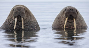 Walrus in Spitsbergen - Jordi Plana