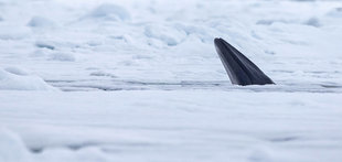 Minke Whale in Spitsbergen - Jordi Plana