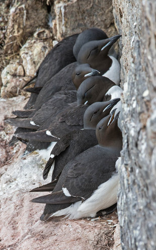 Brunnichs Guillemots Nesting on the Cliffs - Jordi Plana