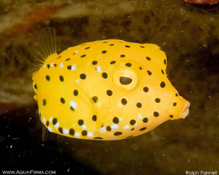 Yellow Boxfish - Macro Photography (c) Ralph Pannell