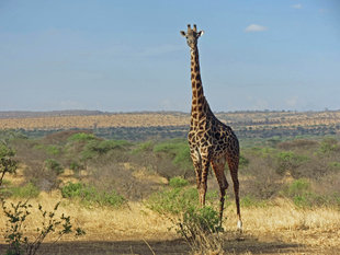 Giraffe in Tarangire National Park - Ralph Pannell