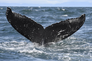 Humpback Whale Tail Iceland