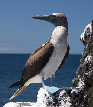 Blue Footed Booby benaeath Wolf Volcano (c) Ralph Pannell