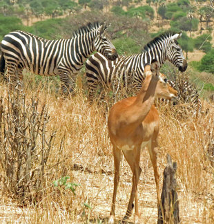 Gazelle and Zebra in Tanzania - Ralph Pannell