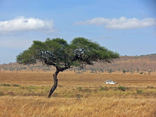 Aqua-Firma on safari in Serengeti National Park - Ralph Pannell