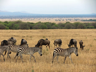 Zebra and Wildebeest in Serengeti National Park - Ralph Pannell
