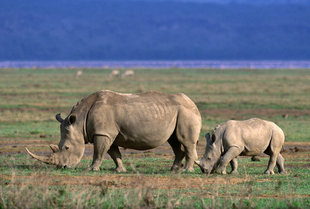 Rhino in Ngorongoro Crater National Park