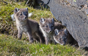 Arctic Fox Cubs in Svalbard Spitsbergen wildlife expedition sail cruise photography by  Jordi Plana