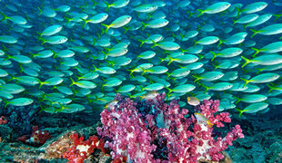 coral-reef-hallaniyat-islands-oman-dive-liveaboard-scuba-diving-snorkelling-arabian-sea-peninsula-gulf-travel-vacation-holiday-underwater-photography-scott-johnson-banner.jpg