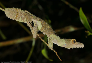 Madagascar Leaf Tail Gecko disguising itself as a lichen-covered twig. Photography by Ralph Pannell AQUA-FIRMA