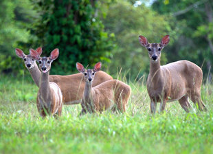 deer-belize-wildlife-mayan-ruins-central-latin-america-travel-holiday-vacation-history-culture-caribbean-rainforest-rio-bravo-wilderness-ecolodge-photography.jpg