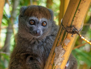 Golden Bamboo Lemur Ranomafana Rainforest Reserve Madagascar (Hapalemur-aureus)