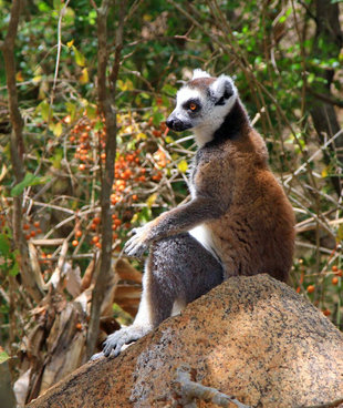 Ring-Tailed Lemur in Isalo National Park, Madagascar / Wildlife Photography by Kathleen Varcoe