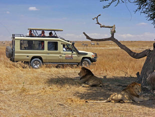 Lions on Safari with Aqua-Firma in Serengeti National Park, Tanzania