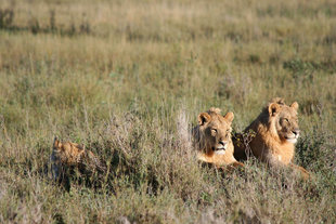 lions-serengeti-national-park-reserve-great-migration-north-tanzania-safari-africa-travel-vacation-holiday-wildlife.jpg