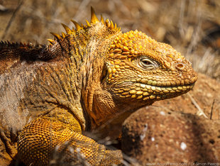Land Iguana on North Seymour Island in the Galapagos Islands wildlife photography Dr Simon Pierce