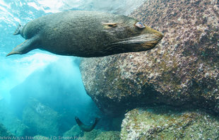 Swimming with Sealions in the Galapagos underwater photography by marine biologist Dr Simon Pierce