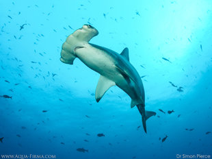 Hammerhead Shark swims close in the Galapagos - Underwater photograph by Dr Simon Pierce