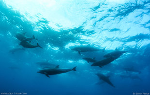 Scuba Diving with Dolphins Galapagos Islands Dr Simon Pierce Aqua-Firma dive liveaboard