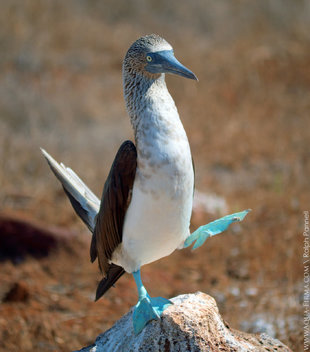 Blue-Footed-Booby-Best-Foot-Forward-North-Seymour-Island-Galapagos-bird-photograph-Ralph-Pannell-Aqua-Firma.jpg