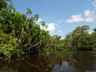 Riverside Palms in Amazon Flooded Forest, Ecuador - Ralph Pannell Aqua-Firma