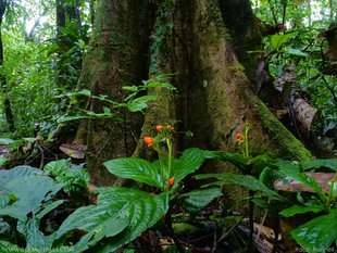 Flowers beneath Buttress Roots - Amazon, Ecuador