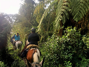 Horseback Riding into the Cloud Forest in Ecuador