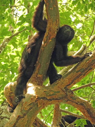 Black Howler monkey at Calakmul, Campeche State, Mexico