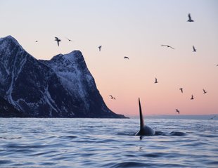 Norway Whale Watching & Snorkelling Expedition