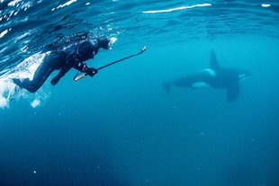 Snorkelling with Orca in Norway