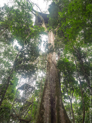 rainforest-canopy-tower-amazon-indigenous-kichwa-wildlife-reserve-rio-napo-amazon-birdwatching-hide-ralph-pannell-aqua-firma.jpg