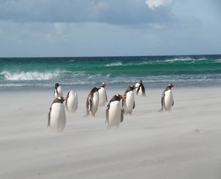 Gentoo Penguins on a Windy White Sand Falkland Islands Beach