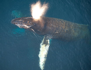 Humpback Whale in the Southern Ocean