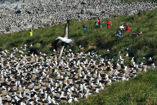 Black-browed Albatross Colony at Steeple, Jason Island in the Falklands