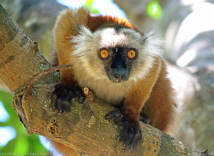 Female Black Lemurs are not very black at all!