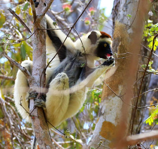 Verreaux Sifaka Kirindy Tropical Dry Forest, Madagascar - wildlife photography by Kathleen Varcoe
