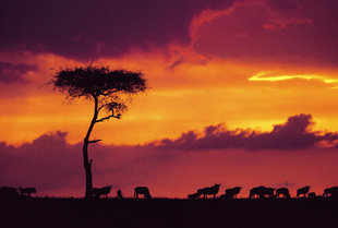 Wildebeest against a dramatic sunset in Kenya