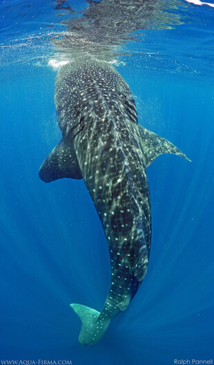 Whale Shark stationary at the surface as it feeds vertically - photo: Ralph Pannell
