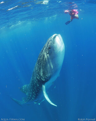 Whale Shark rising to the surface to feed vertically