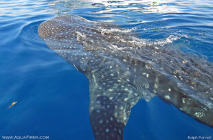 Whale Shark swimming beneath our research boat in Mexico