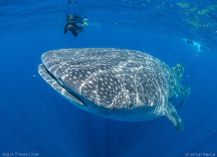 Swimming with Whale Shark Mexico research