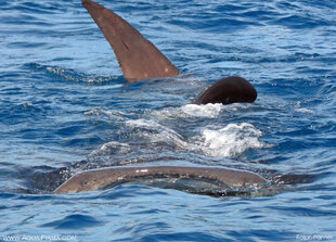 Whale Shark surface feeding Mexico